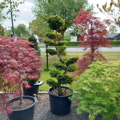Bonsai Boom Kopen taxus bonsai boom